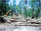 Wolfcreek, Land Clearing & Development Project