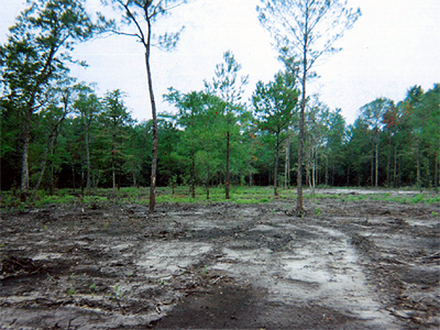 Wolfcreek, Land Clearing & Development Project