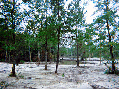 Wolfcreek, Land Clearing & Development Project